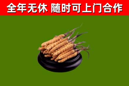 蕲春县烟酒回收冬虫夏草.jpg